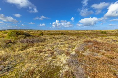 Terschelling Wadden Bariyer Adası 'ndaki kum örtüsü. Avrupa 'da Doğa Manzarası.
