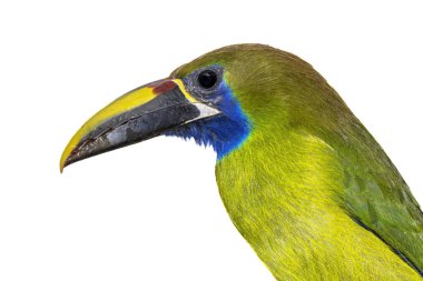 Beyaz arka planda zümrüt toucanet (Aulacorhynchus prasinus) veya mavi boğazlı toucanet (Aulacorhynchus caeruleogularis) bulunur. Zümrüt toucanet ilk olarak Pteroglossus cinsinde tanımlanmıştır. Orta Amerika 'da vahşi yaşam sahnesi.