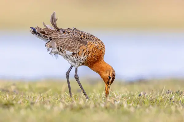 Foraging Black-tailed Godwit (Limosa limosa) Resting in shallow Water of a Wetland during Migration. The Netherlands as an important Breeding habitat for the Black Tailed Godwit as well. Wildlife image of Nature in Europe with bright Background.