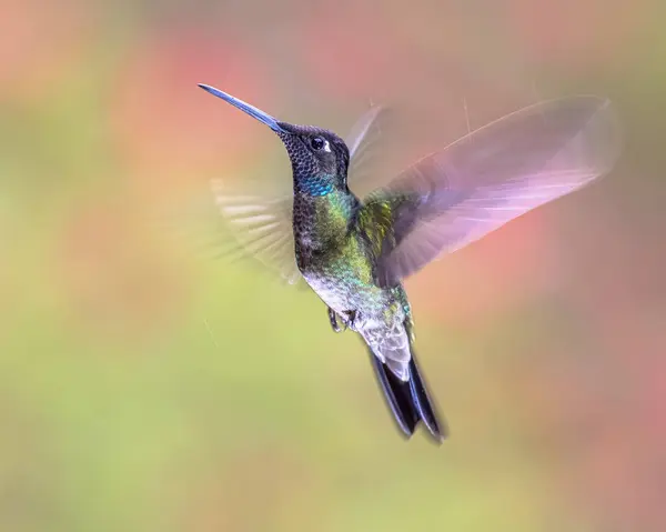 Rivoli\'s hummingbird (Eugenes fulgens), also known as the magnificent hummingbird, is a species of hummingbird in the \