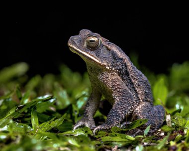 Evergreen toad or green climbing toad (Incilius coniferus) is a species of toad in the family Bufonidae. clipart
