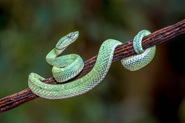 Orta Amerika 'dan gelen yan çizgili Palm Viper (Bothriechis lateralis) esiri