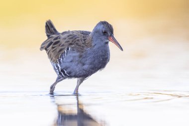 Water Rail (Rallus aquaticus) Güzel Arkaplan 'da. Bu kuş Avrupa, Asya ve Kuzey Afrika 'da iyi bitkisel hayatta olan sulak alanlarda ürer. Avrupa 'da Vahşi Yaşam Doğası Sahnesi.