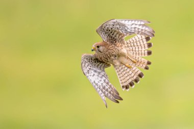 Parlak Arkaplan 'a karşı Uçan Dişi Kuş (Falco tinnunculus). Extremadura, İspanya 'da küçük bir Raptor. Avrupa 'da Vahşi Yaşam Doğası Sahnesi.