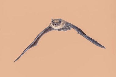 Flying Common Pipistrelle Bat (Pipistrellus pipistrellus) is a small pipistrelle microbat whose very large range extends across most of Europe, North Africa, South Asia, and may extend into Korea. Wildlife Scene of Nature in Europe. clipart