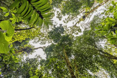 Aşağıdan yağmur ormanlarının manzarası nefes kesicidir. Yükselen ağaçlar gökyüzüne doğru uzanır, dalları yemyeşil yapraklarla kaplıdır. Orta Amerika 'da orman manzarası