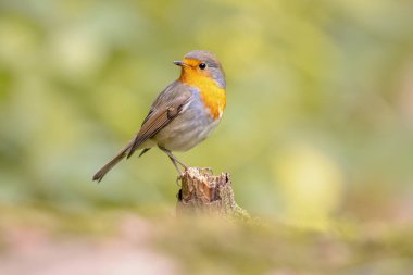 Kırmızı bülbül (Erithacus rubecula) parlak arka planda bir bahçede yiyecek arayan kuş. Bu kuş bahçe işleri sırasında düzenli bir yoldaştır. Avrupa 'da vahşi yaşam sahnesi. Hollanda.