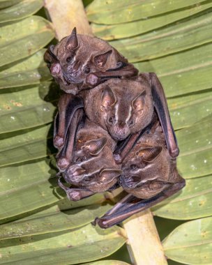 Tent-making bat (Uroderma bilobatum) is an American leaf-nosed bat (Phyllostomidae) found in lowland forests of Central and South America. clipart