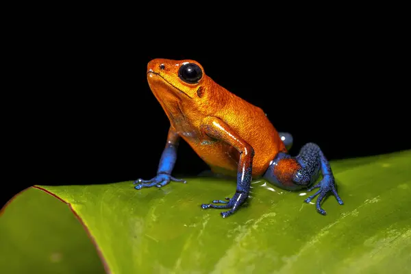 stock image Strawberry poison frog, strawberry poison-dart frog or blue jeans poison frog (Oophaga pumilio, formerly Dendrobates pumilio) is a species of small poison dart frog found in Central America. Wlldlife scen of nature in tropical America.