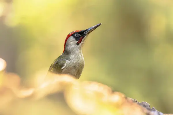 stock image European Green Woodpecker (Picus viridis) looking up in European forest abstract background. Bird in natural habitat. Wildlife Scene of Nature in Europe.