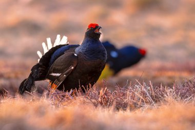 Black grouse (Lyrurus tetrix), also known as northern black grouse, Eurasian black grouse, blackgame or blackcock is a large game bird in the grouse family. This bird recently became extinct in the Netherlands. Wildlife scene of nature in Europe. clipart