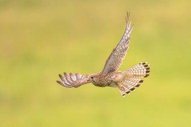 Parlak Arkaplan 'a karşı Uçan Dişi Kuş (Falco tinnunculus). Extremadura, İspanya 'da küçük bir Raptor. Avrupa 'da Vahşi Yaşam Doğası Sahnesi.