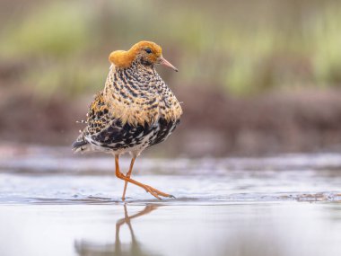 Ruff (Calidris pugnax) is a medium-sized wading bird that breeds in marshes and wet meadows across northern Eurasia. This highly gregarious sandpiper is migratory. Birds fighting and dispaying on lek. Wildlife scene of nature in Europe. clipart