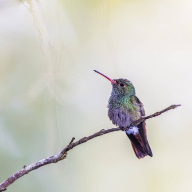 Hür kuyruklu sinekkuşu (Amazilia rutila). Dişi kuş, parlak arka planda dal üzerinde dinleniyor. Orta Amerika 'da vahşi yaşam sahnesi.