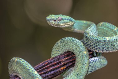 Orta Amerika 'dan gelen yan çizgili Palm Viper (Bothriechis lateralis) esiri