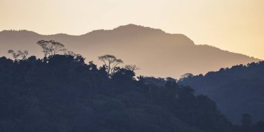 Silhouette of rainforest canopy in the hills in Costa Rica. Scene in nature of Central America. clipart