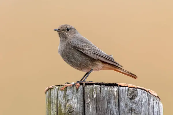 stock image black redstart (Phoenicurus ochruros) female bird perched on pole. Wildlife scene of nature in Europe.