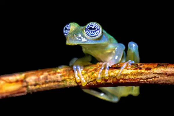 stock image Ghost glass frog (Sachatamia ilex) is a species of frog in the family Centrolenidae. It is found in eastern Nicaragua, Costa Rica, Panama, western Colombia and western Ecuador.