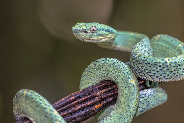 stock image Side-Striped Palm Viper (Bothriechis lateralis) captive from Central America