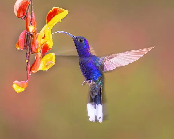 stock image Violet sabrewing (Campylopterus hemileucurus) is a species of hummingbird in the emeralds, tribe Trochilini of the subfamily Trochilinae. It is found from Mexico to Panama. Wildlife scene of nature in Central America