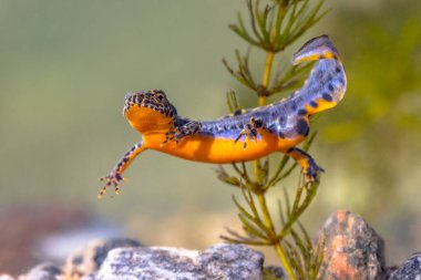 Alp semenderi (Ichthyosaura alpestris) tatlı su havuzunda yüzen renkli erkek suda amfibi. Avrupa 'nın doğasında sualtı vahşi yaşam sahnesi. Hollanda.