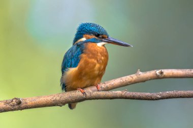 Avrupa 'da yaygın olan Kingfisher (Alcedo) nehrin yukarısındaki bir çubuğa tünemiş ve balık avlıyordu. Bu serçe boyutunda kuş tipik bir kısa kuyruklu, büyük başlı Kingfisher profiline sahiptir; mavi üst parçaları, turuncu alt parçaları ve uzun bir gagası vardır..