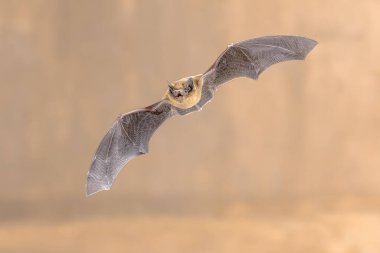 Flying Common Pipistrelle Bat (Pipistrellus pipistrellus) is a small pipistrelle microbat whose very large range extends across most of Europe, North Africa, South Asia, and may extend into Korea. Wildlife Scene of Nature in Europe. clipart