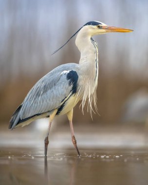 Gri balıkçıl (Ardea cinerea) Csaj Gölü, Kiskunsagi Ulusal Parkı, Pusztaszer, Macaristan 'da avlanır. Şubat. Çoğunlukla su canlılarıyla beslenir..