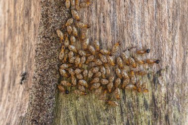 Termites are a group of detritophagous eusocial insects which consume a wide variety of decaying plant material. Termites success as a group has led to them colonizing almost every global landmass clipart