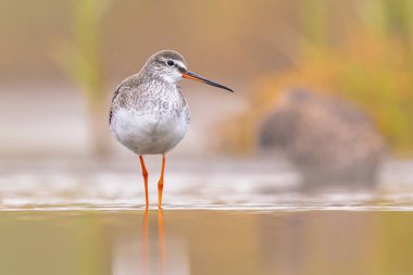 Benekli kırmızı böğürtlen (Tringa erythropus) kışın güneye göç eden tüylü kuş. Waddensea, Hollanda. Avrupa 'nın doğasında vahşi yaşam sahnesi.