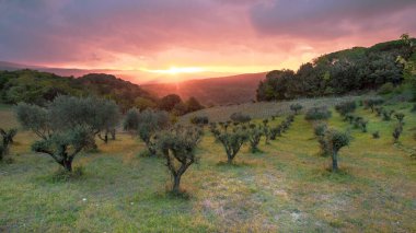 Beautiful sunset over olive grove in hilly landscape of Tuscany, Italy, April. clipart