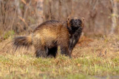 Wolverine (Gulo gulo) (ayrıca 