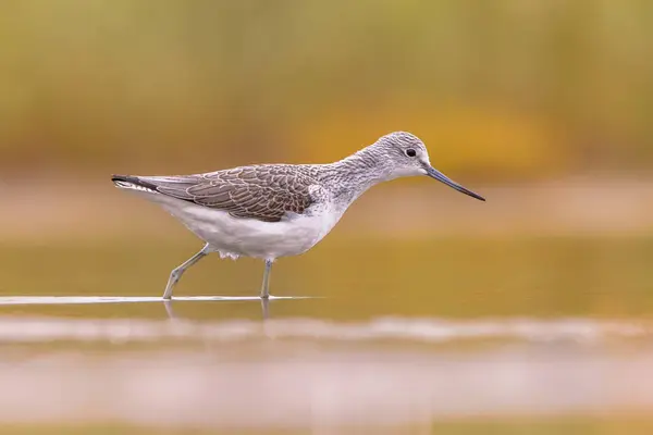 stock image Common greenshank (Tringa nebularia) stilt bird foraging in Wetland of Waddensea coast. Wildlife scene in nature. Groningen, Netherlands.