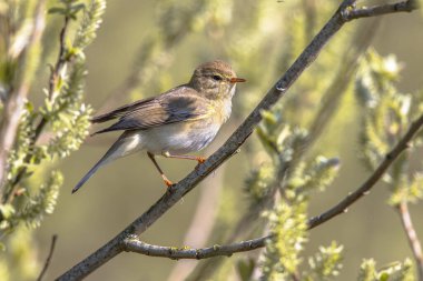 Willow warbler (Phylloscopus trochilus) is a very common and widespread leaf warbler bird which breeds throughout northern and temperate Europe and the Palearctic. Wildlife scene of nature in Europe. clipart