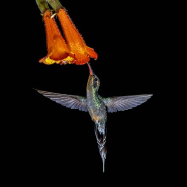 Yeşil münzevi dişi (