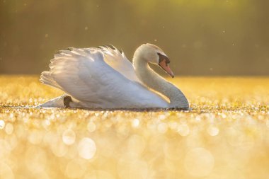 Parlak arka ışıkta gölde yüzen Dilsiz Kuğu (Cygnus olor). Bu bir kuğu türüdür ve Anatidae familyasının bir üyesidir. Avrupa 'da Vahşi Yaşam Doğası Sahnesi.