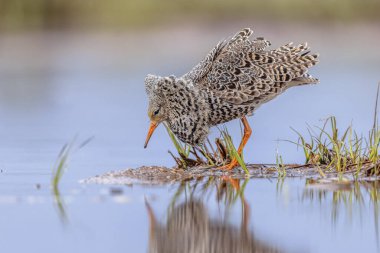 Ruff (Calidris pugnax), Avrasya 'nın kuzeyindeki bataklıklarda ve ıslak otlaklarda yetişen orta büyüklükte bir kuş türüdür. Bu son derece dost canlısı kum çulluğu göçmendir. Kuşlar çarpışıyor ve lek üzerinde dağılıyorlar. Avrupa 'da vahşi yaşam sahnesi.