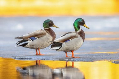 İki Mallard ördeği (Anas platyrhynchos), Avrasya, Avrasya ve Kuzey Afrika 'da yetişen bir ördek türüdür. Avrupa 'da gün batımında doğa manzarası.