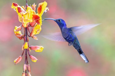 Violet sabrewing (Campylopterus hemileucurus), Trochilinae familyasından Trochilini kabilesi 'nde yaşayan bir sinekkuşu türüdür. Meksika 'dan Panama' ya kadar her yerde bulunur. Orta Amerika 'da vahşi yaşam sahnesi
