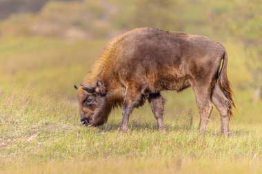 Hollanda 'daki Zuid Kennemerland Ulusal Parkı' nda bir hayvan türü. Avrupa 'da Doğa Manzarası.
