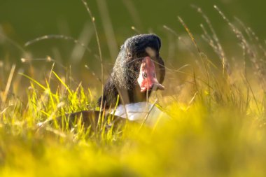 Common shelduck (Tadorna tadorna) waterfowl bird  resting in grass in tidal marsh wetland at Wadden sea in the Netherlands. Wildlife scene in nature. clipart