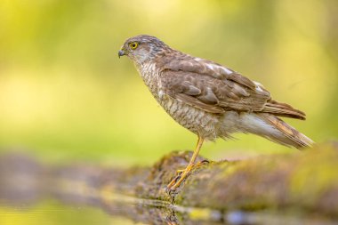 Eurasian sparrowhawk (Accipiter nisus) Female Bird of Prey also known as the northern sparrowhawk sitting on branch. Wildlife scene of nature in Europe. Hungary clipart