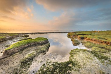 Land reclamation in the tidal marsh mud flats of the Punt van Reide in the Wadden sea area on the Groningen coast in the Netherlands clipart