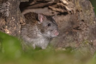 Kahverengi sıçan (Rattus norvegicus) geceleri bankada çimenlerde yürüyor. Hollanda 'da. Avrupa 'nın doğasında vahşi yaşam.