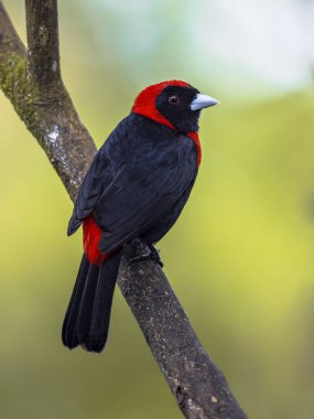 Crimson-collared tanager (Ramphocelus sanguinolentus) is a rather small Middle American songbird.The adult plumage is black with a red collar covering the nape, neck, and breast. Wildlife scene of nature in Central America. clipart