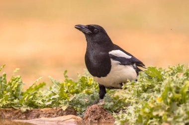 Avrasya Saksağanı (Pica pica) parlak arka plana tünemiş ve Extremadura, İspanya 'daki kameraya bakıyordu. Nisan. Avrupa 'da Vahşi Yaşam Doğası Sahnesi.