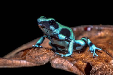 Yeşil ve siyah zehirli ok kurbağası (Dendrobates auratus) Orta Amerika 'nın güneyinde bulunur. Renkli ve desenli tüm zehirli kurbağaların en değişkeni. Orta Amerika 'da vahşi yaşam sahnesi