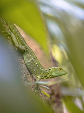 Plumed basilisk (Basiliscus plumifrons), Corytophanidae familyasından bir kertenkele türüdür. Tür Orta Amerika 'ya özgüdür. Tropikal Amerika 'da vahşi yaşam sahnesi.