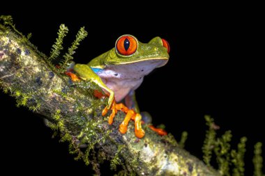 Red eyed leaf Frog (Agalychnis callidryas) climbing on brach of tree in tropical rainforest setting . Wildlife scene of nature in Central America. clipart