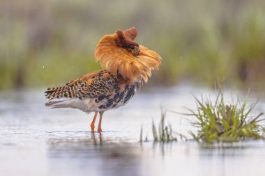 Ruff (Calidris pugnax), Avrasya 'nın kuzeyindeki bataklıklarda ve ıslak otlaklarda yetişen orta büyüklükte bir kuş türüdür. Bu son derece dost canlısı kum çulluğu göçmendir. Kuşlar çarpışıyor ve lek üzerinde dağılıyorlar. Avrupa 'da vahşi yaşam sahnesi.